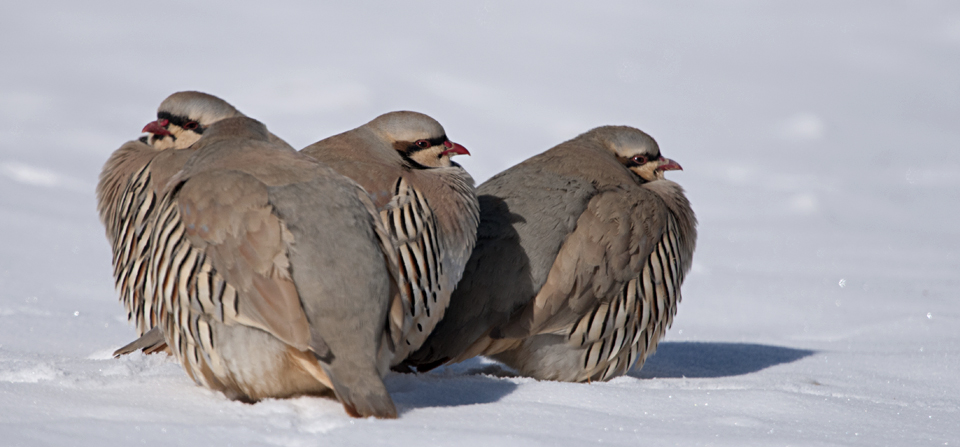 vivastreet rencontre auvergne